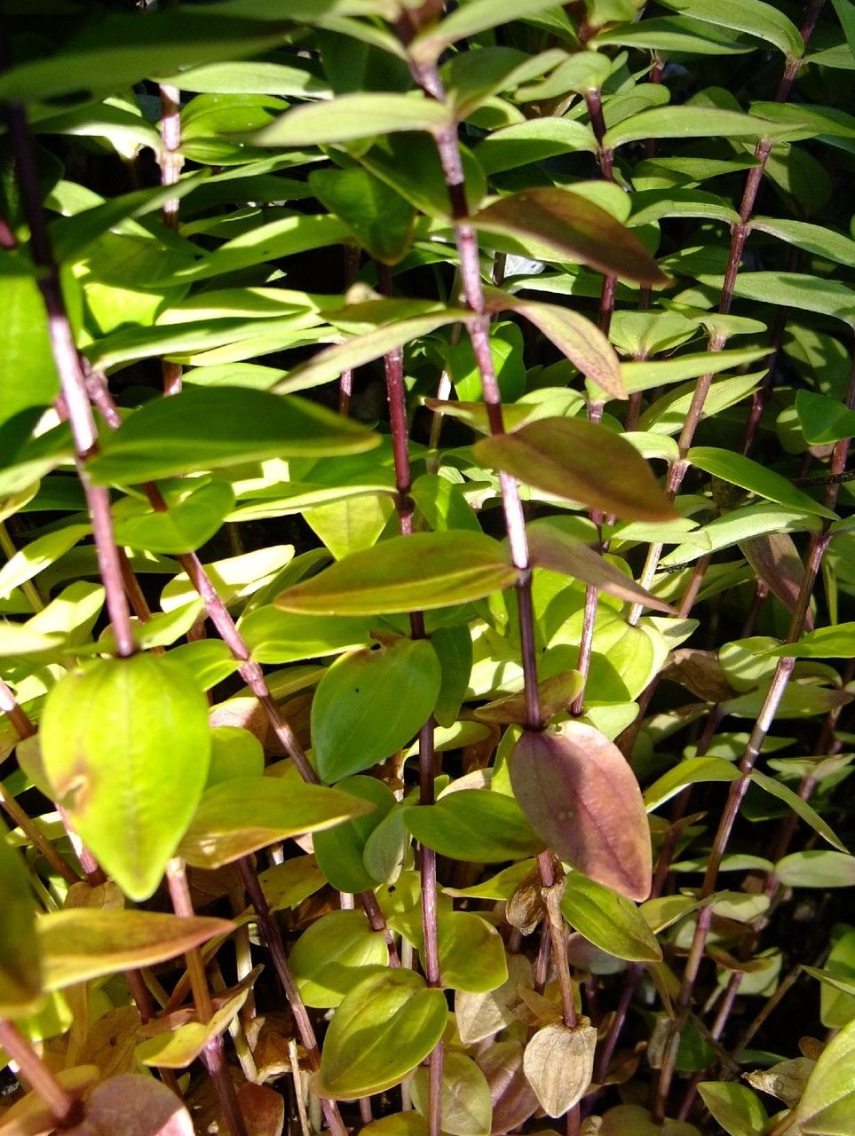 Gentiana septemfida bark