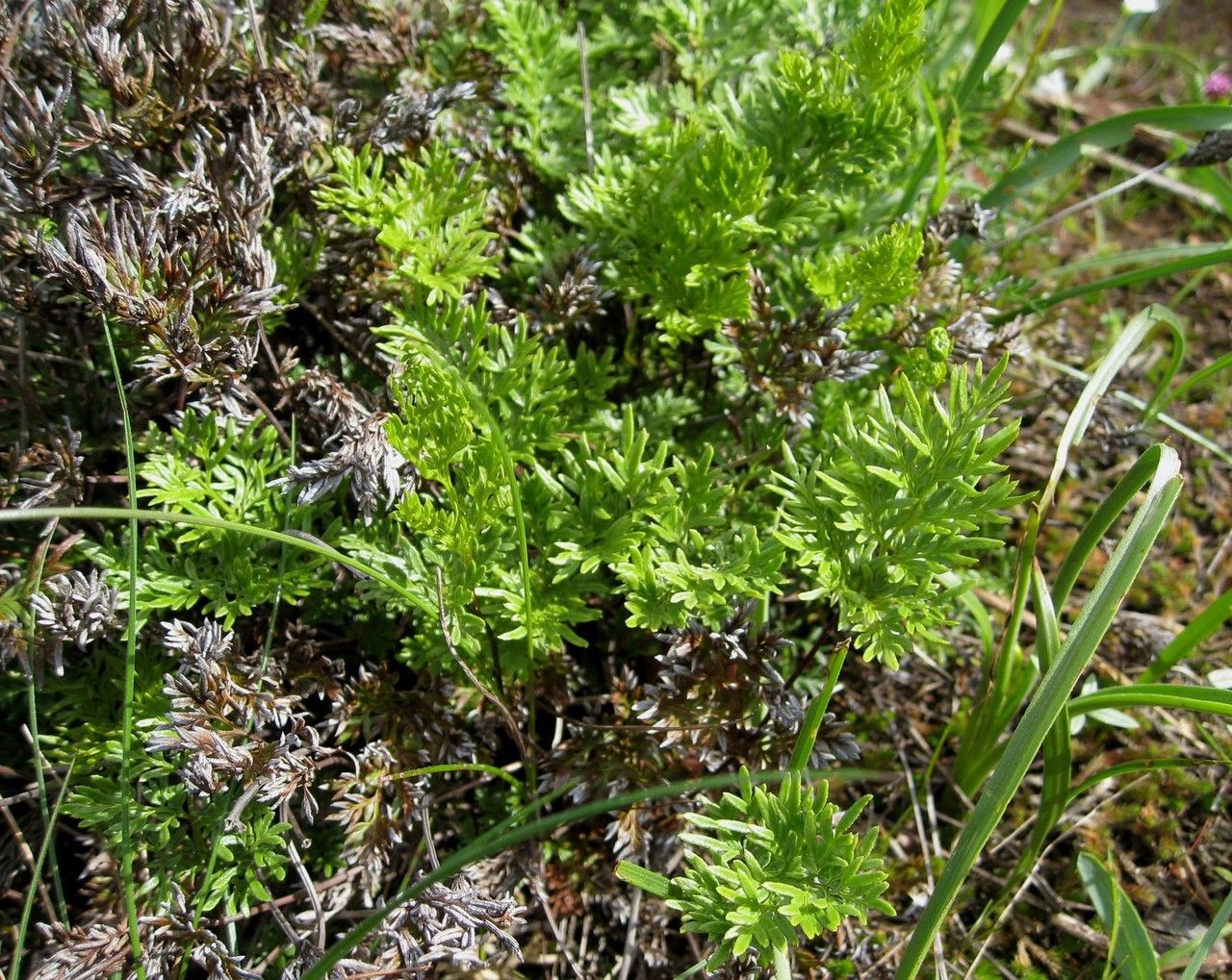 Hemionitis densa habit