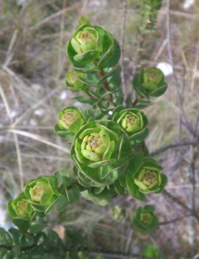 Baccharis papillosa — search result for 'Baccharis'