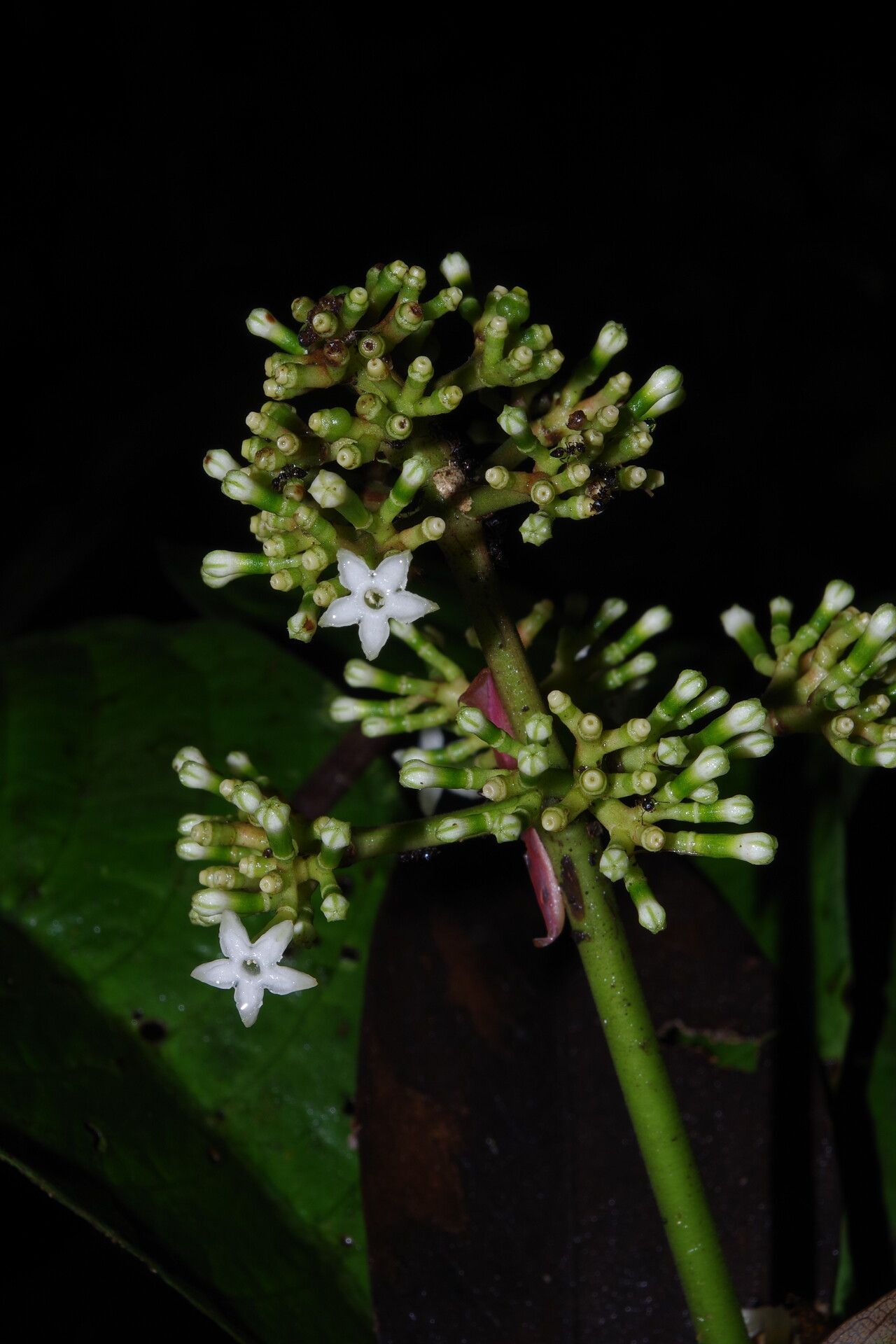 Chassalia ischnophylla flower