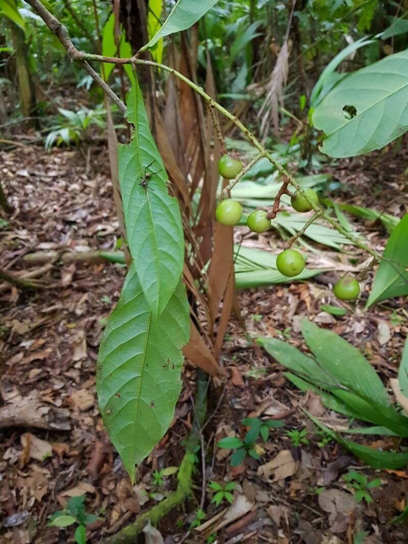 Meliosma clandestina fruit