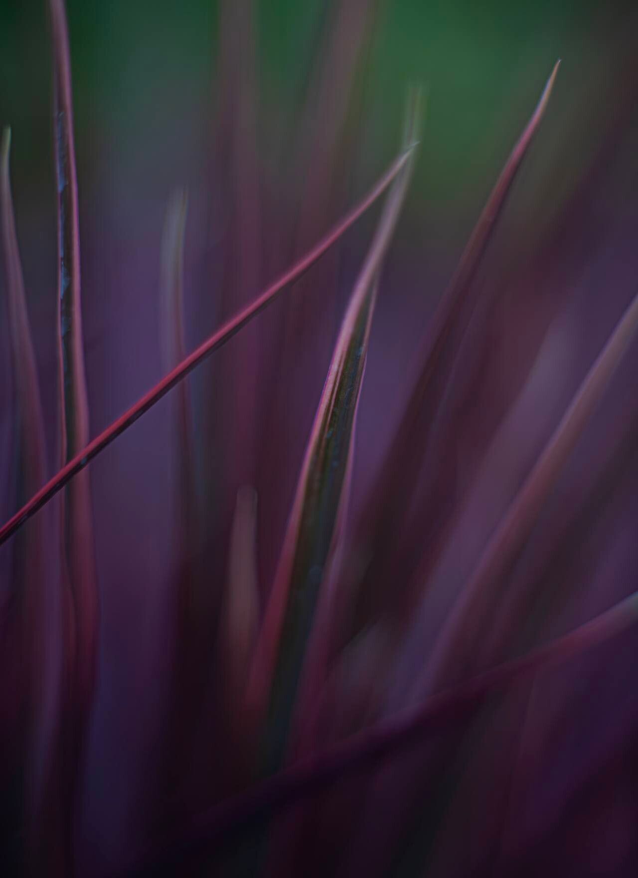 Cenchrus × cupreus — houseplant care guide