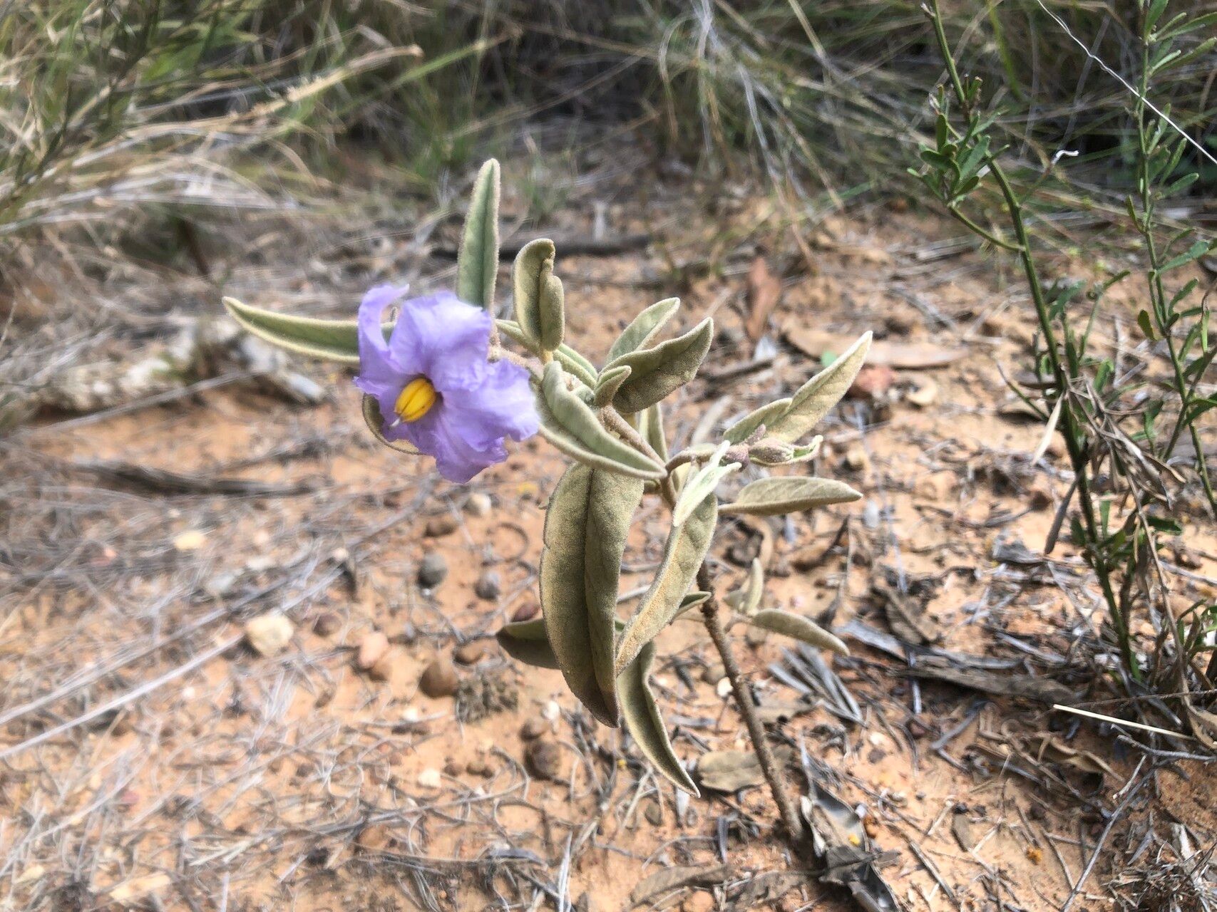 Solanum jucundum — houseplant care guide