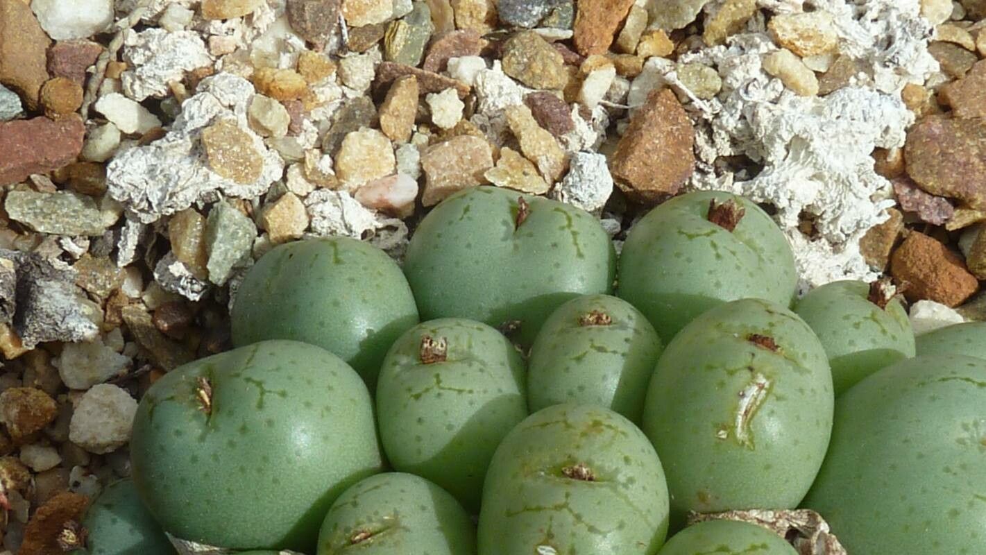 Conophytum truncatum — houseplant care guide
