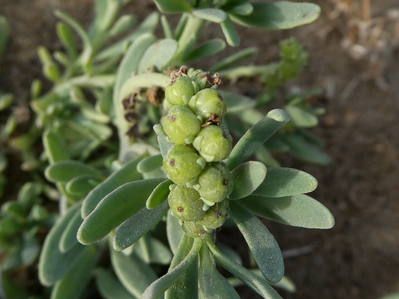 Heliotropium curassavicum fruit