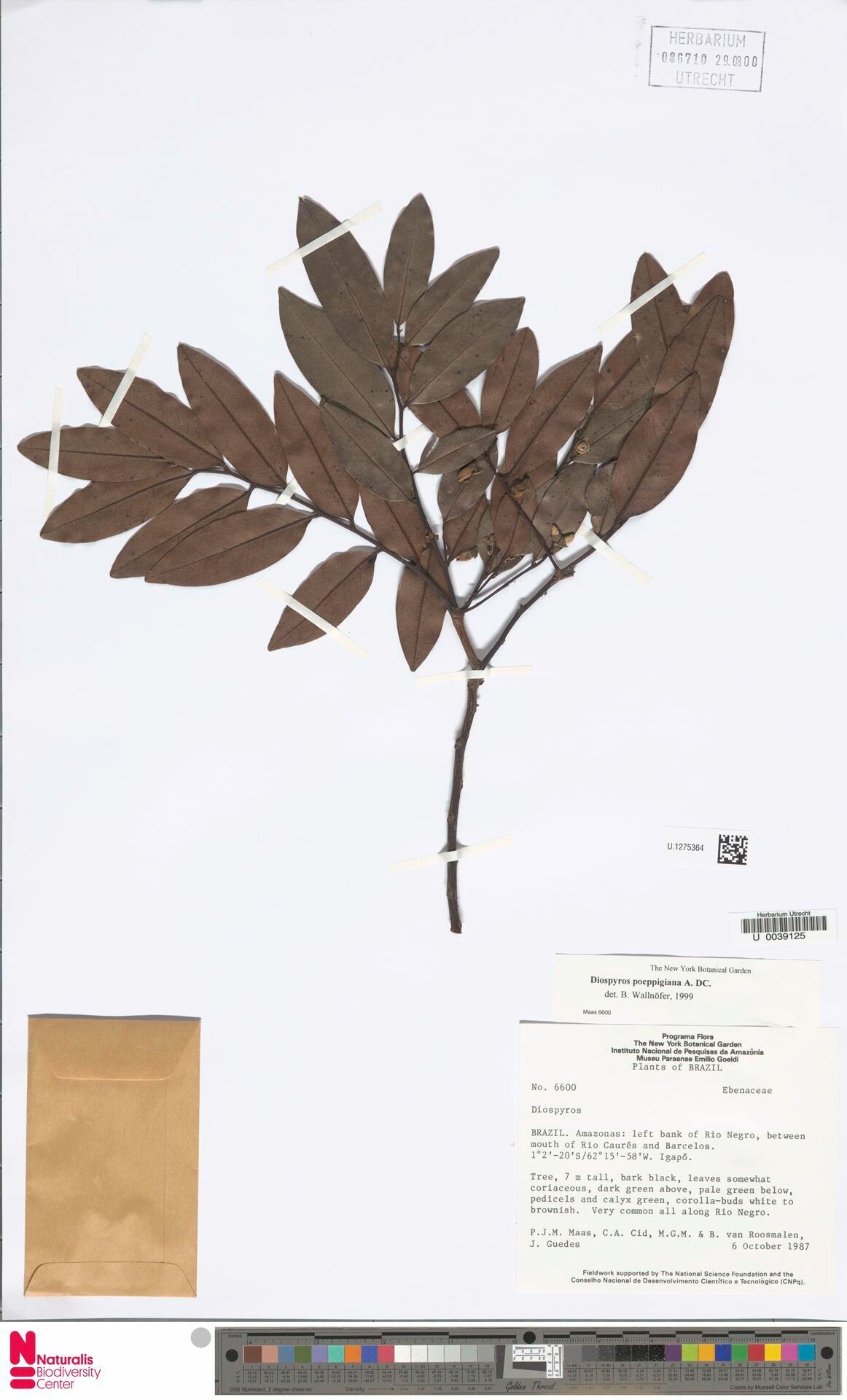 Diospyros poeppigiana leaf