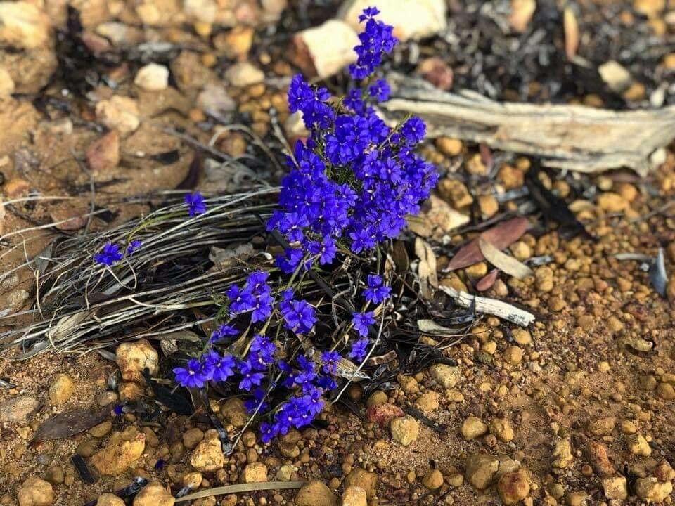 Polygala microphylla flower