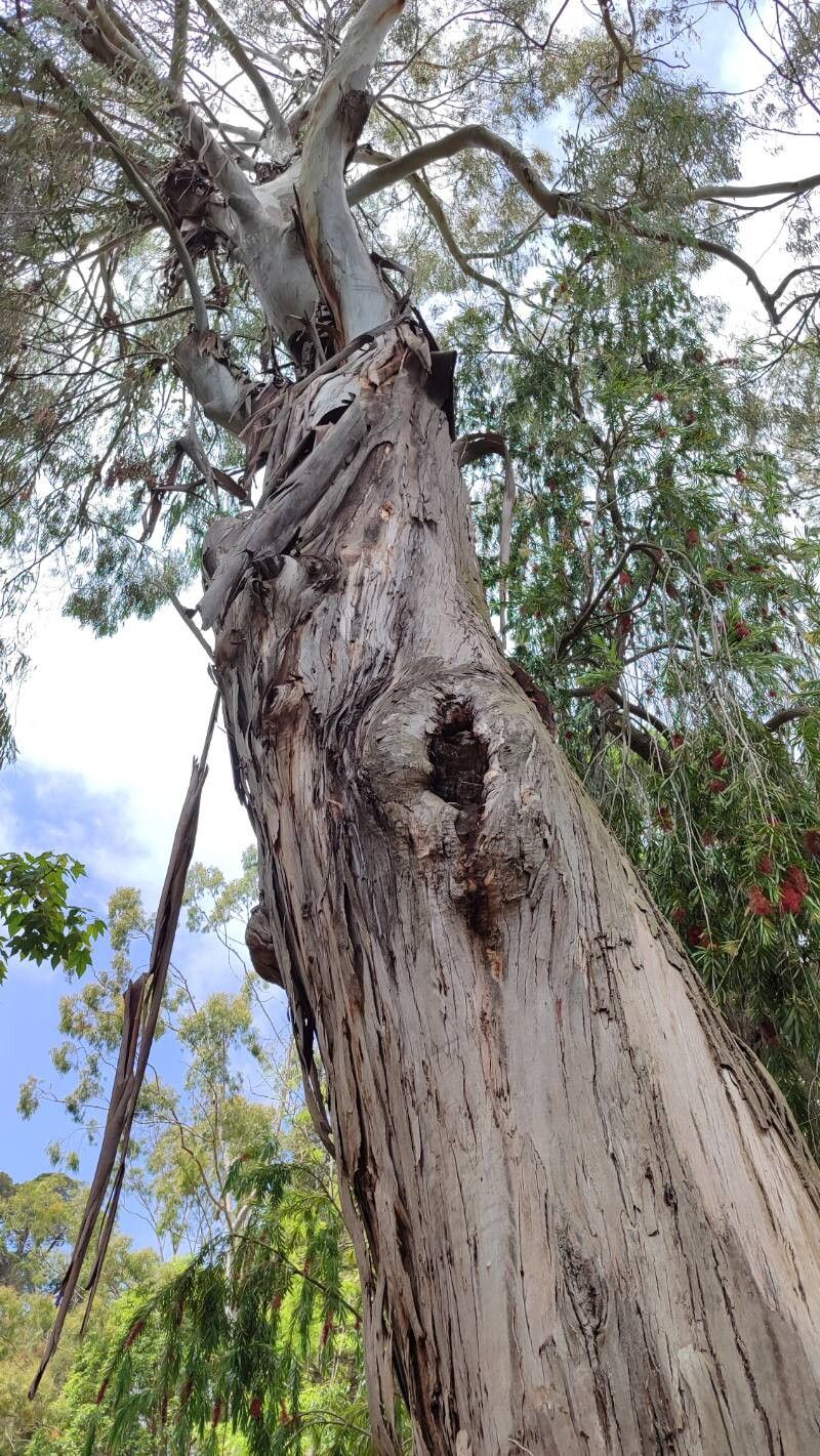 Eucalyptus kartzoffiana habit