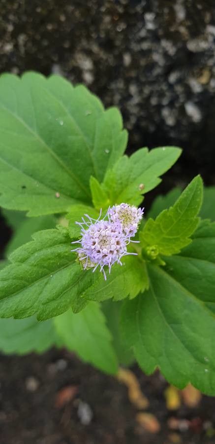 Praxelis clematidea flower