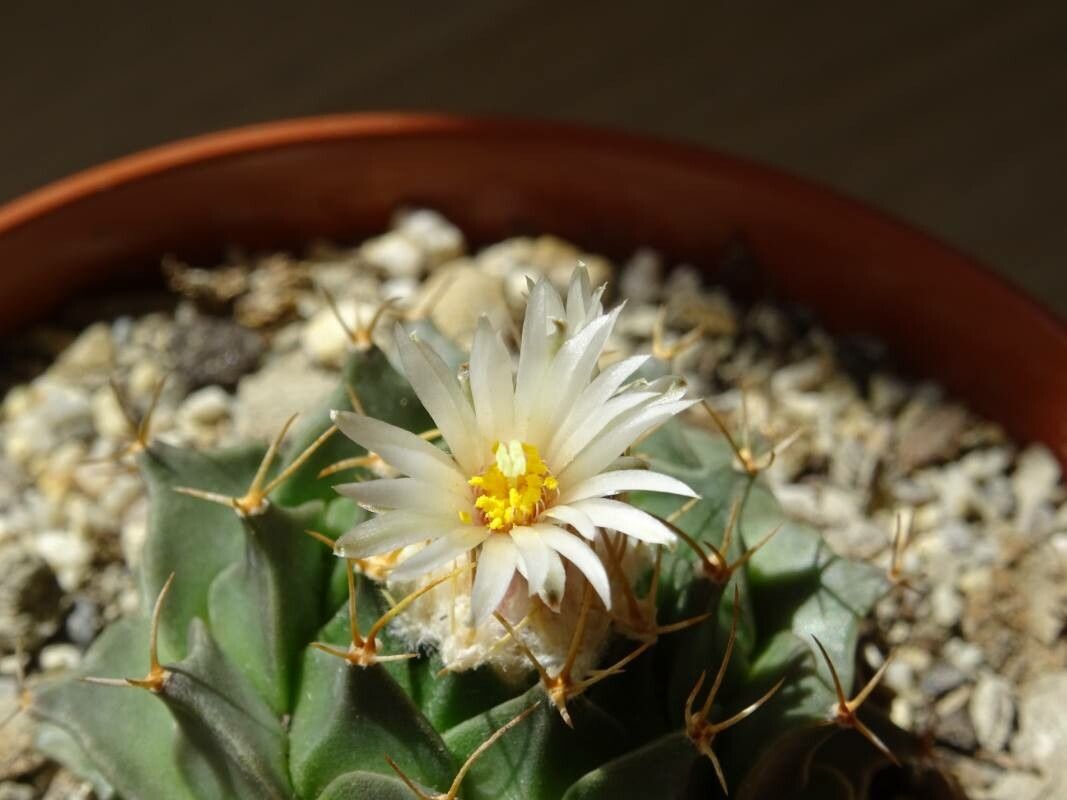 Obregonia denegrii flower