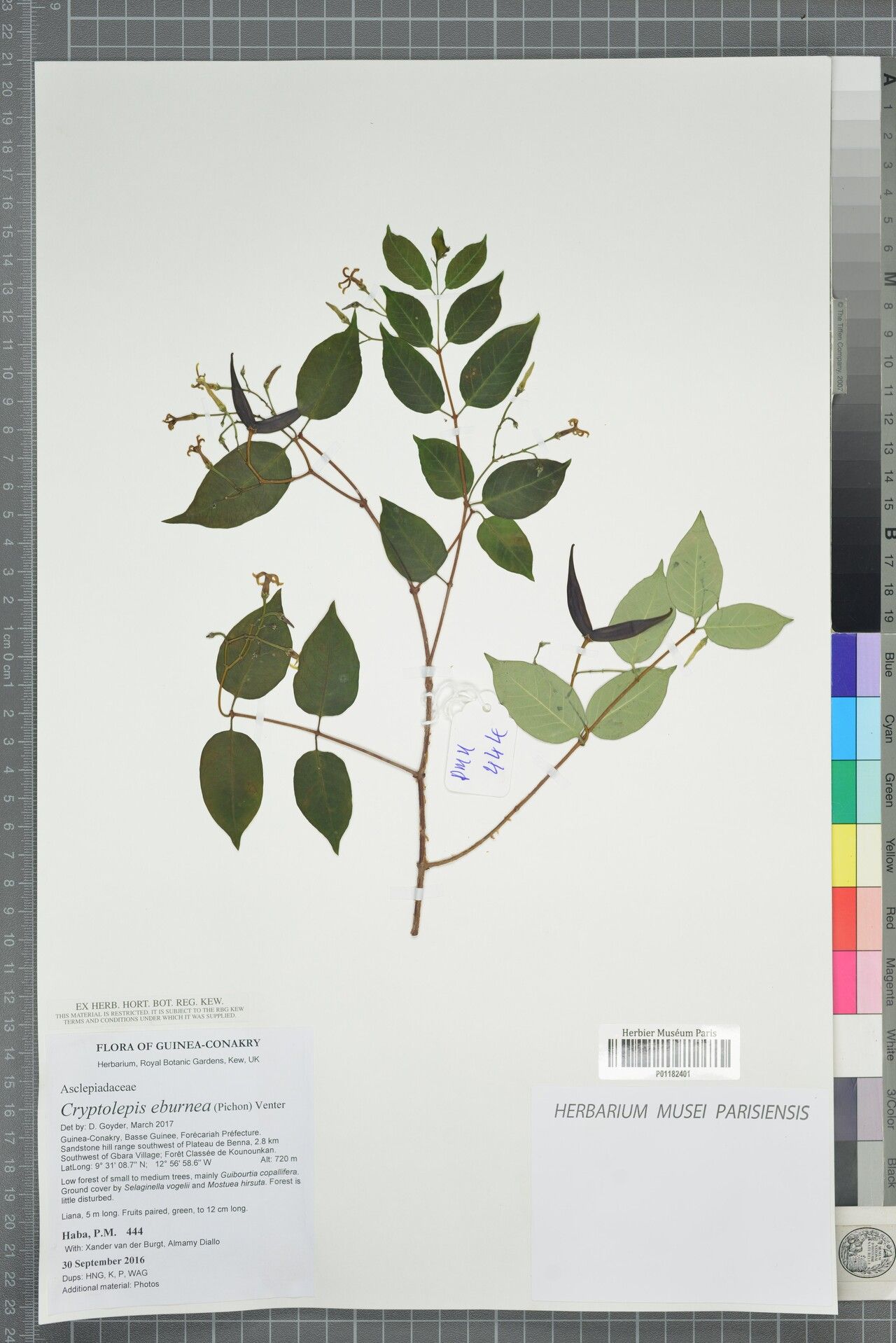 Cryptolepis eburnea — houseplant care guide