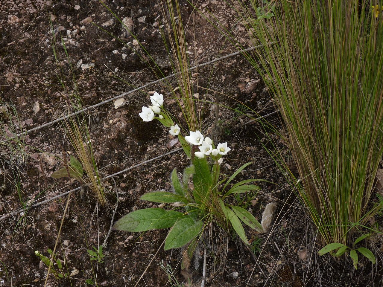Gentianella dielsiana habit