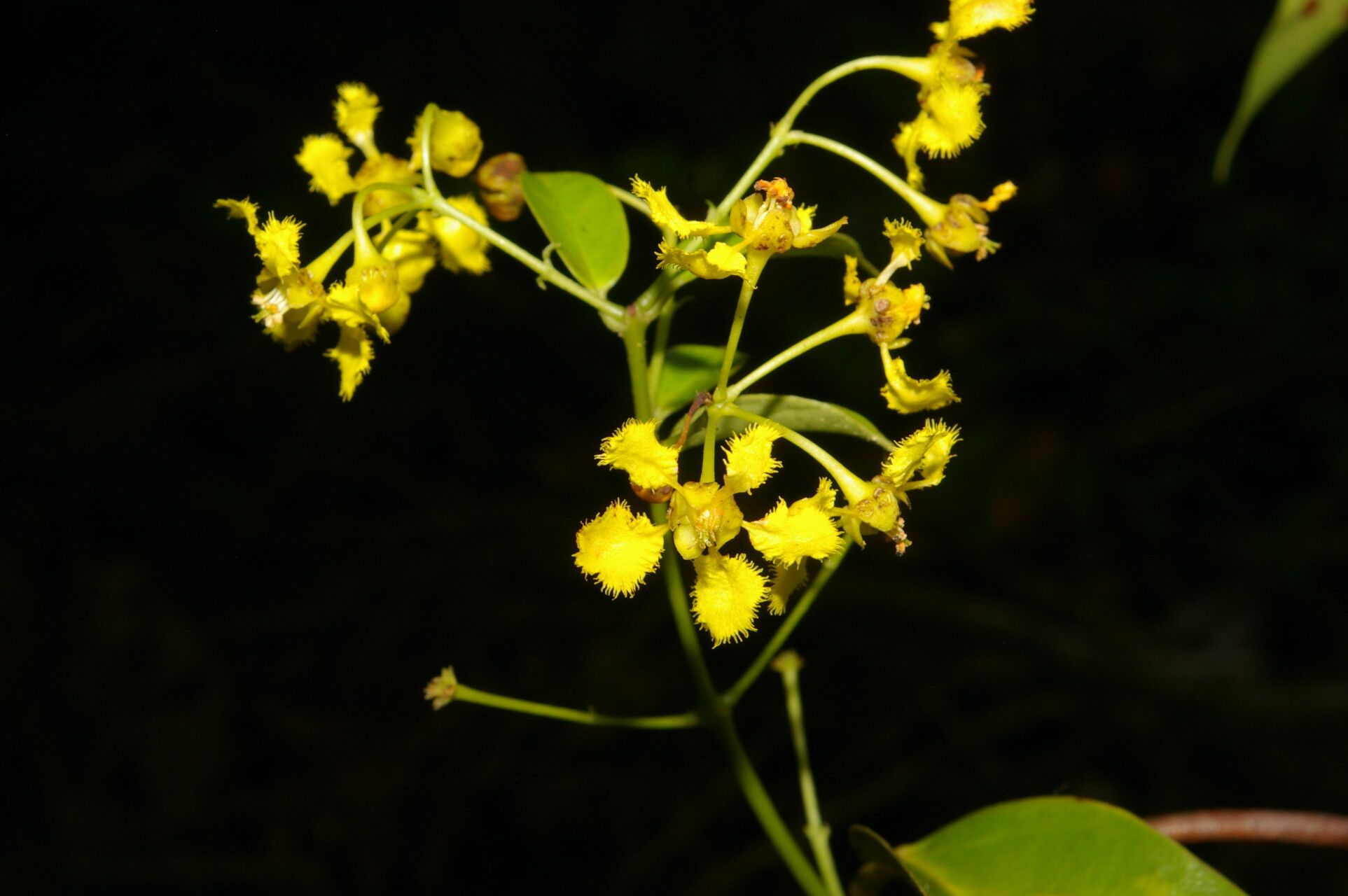 Banisteriopsis elegans flower