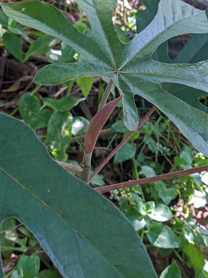 Cecropia albicans other