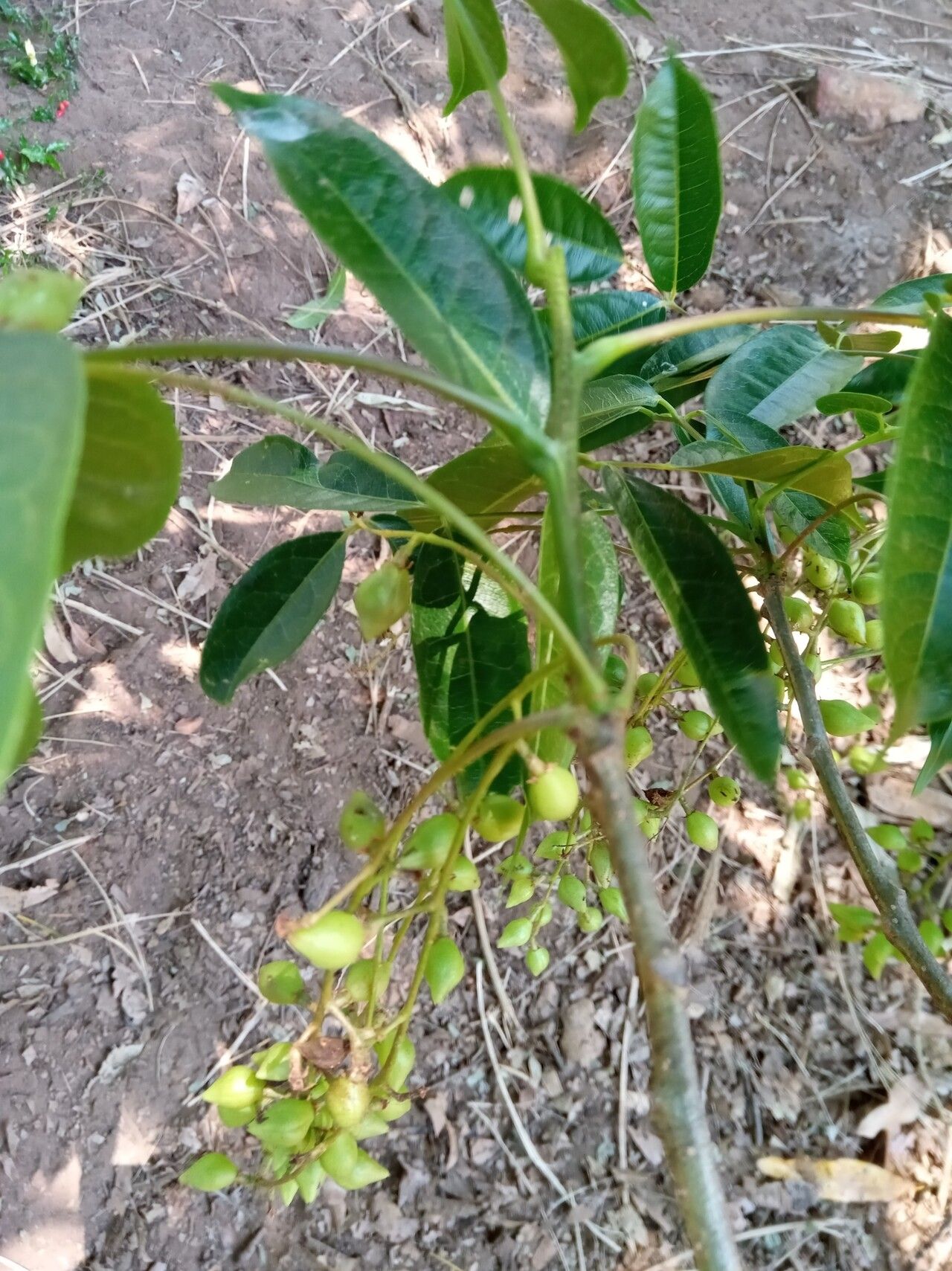 Commiphora tetramera leaf