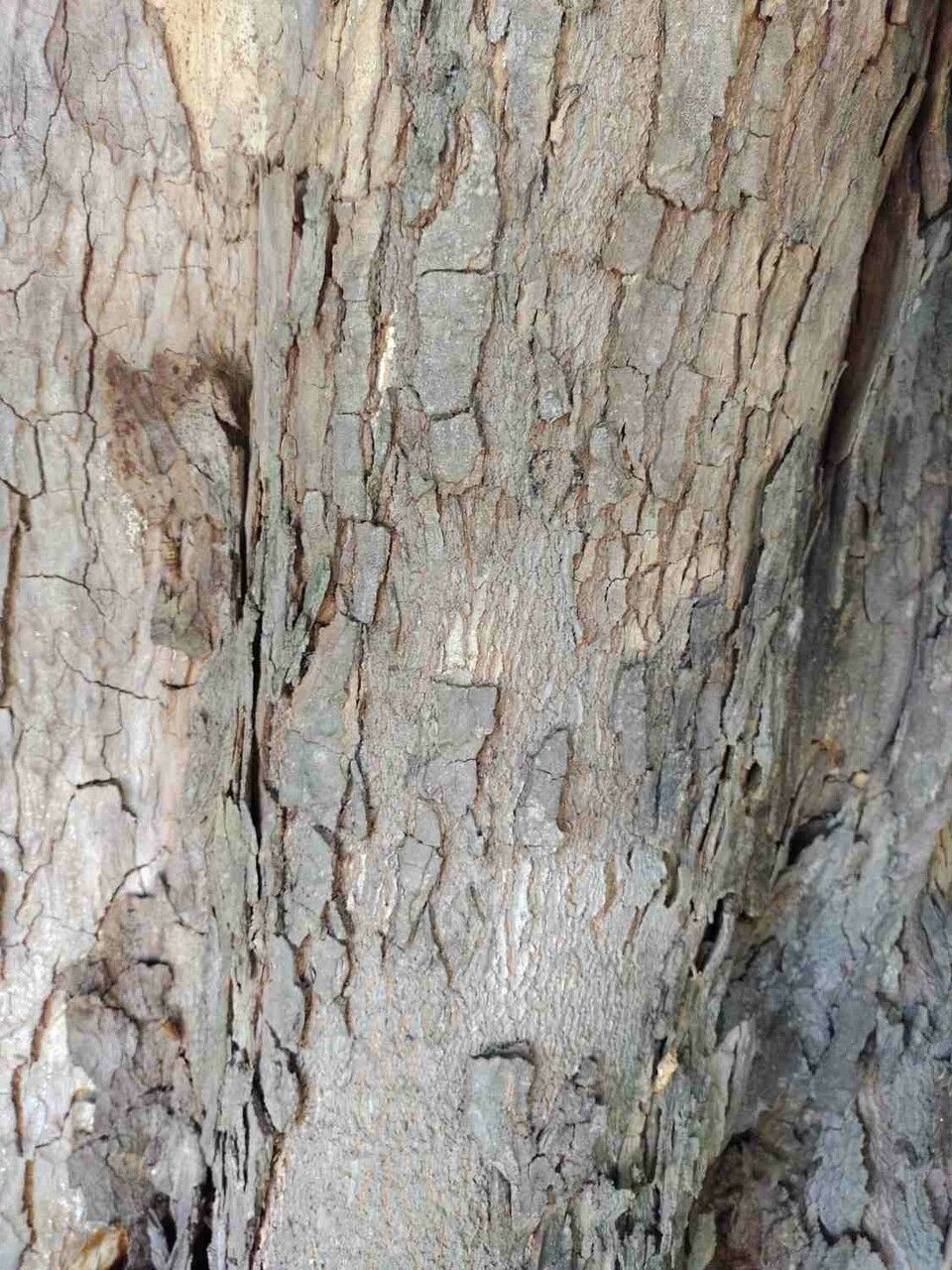 Swartzia langsdorffii bark