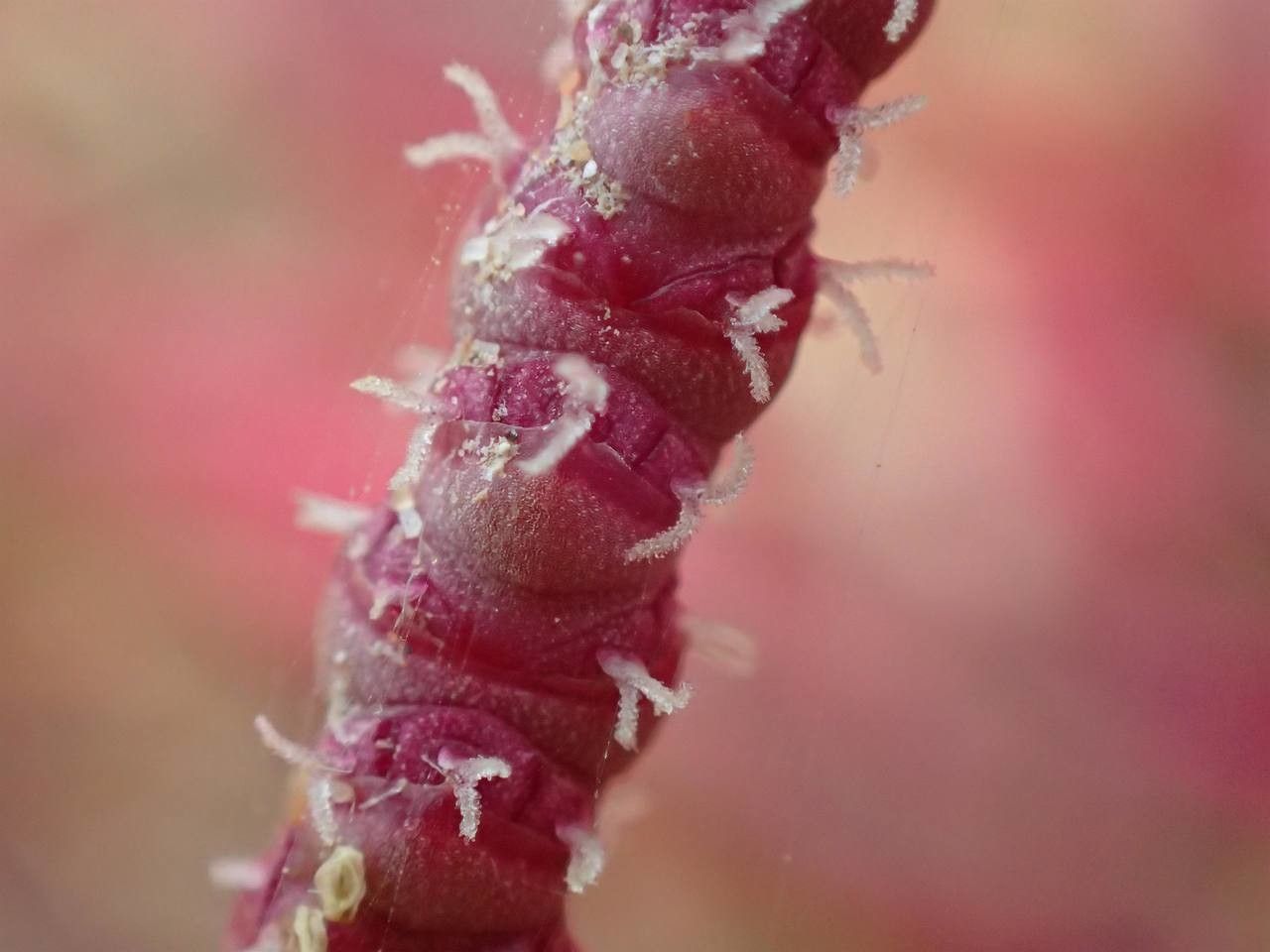 Salicornia procumbens bark