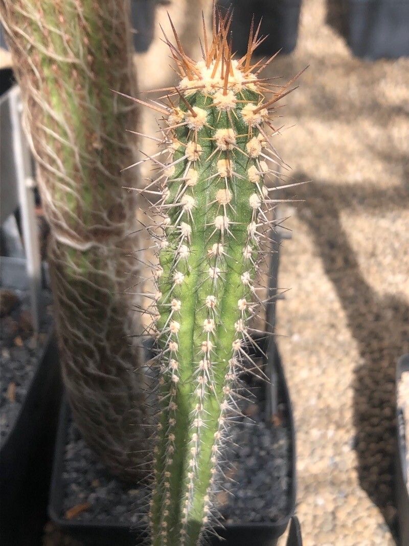 Eulychnia castanea leaf