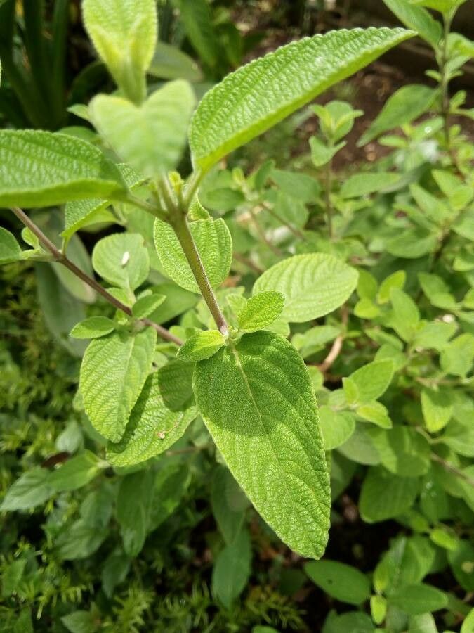 Lippia graveolens — search result for 'Nicaragua'