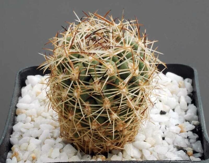 Sclerocactus brevispinus — related species from the same genus