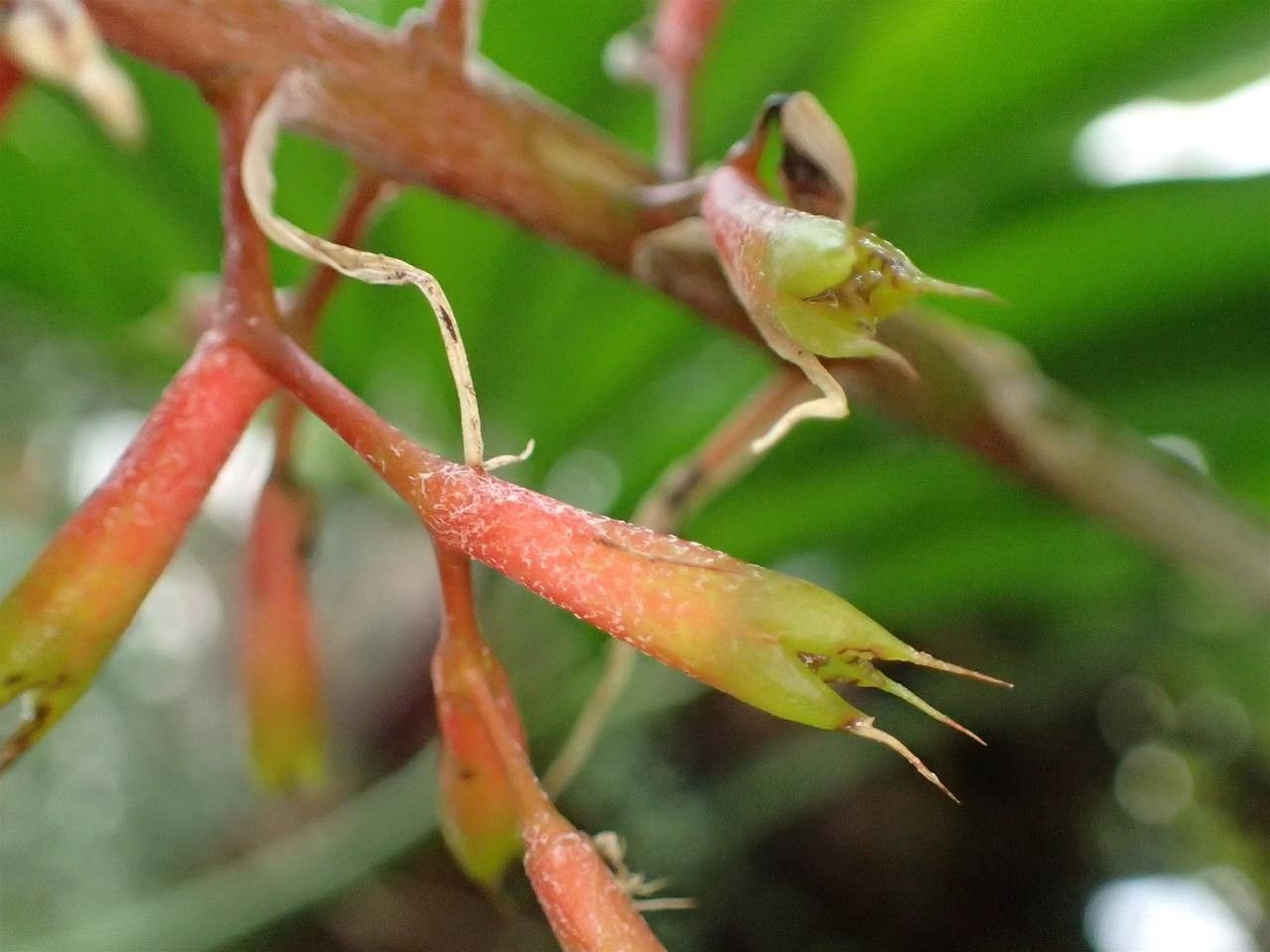 Aechmea caudata fruit