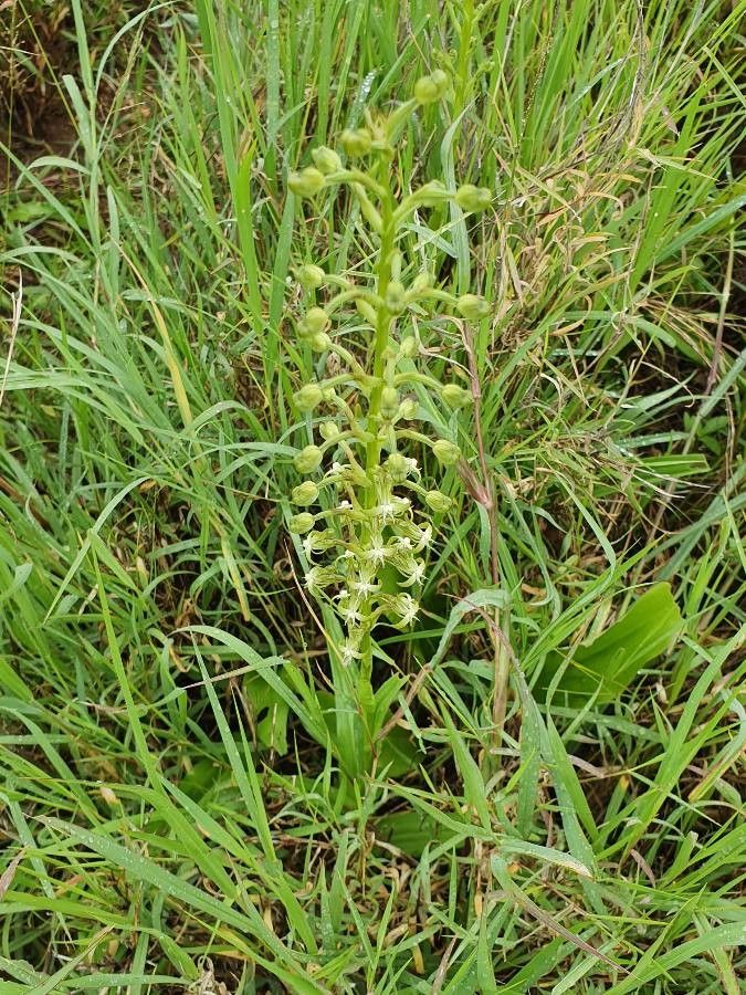 Habenaria humilior habit