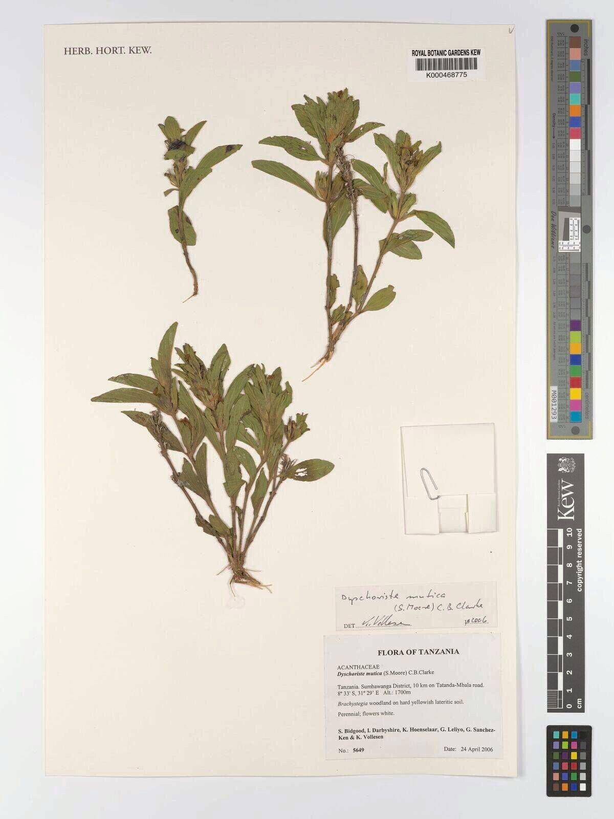 Dyschoriste mutica — houseplant care guide