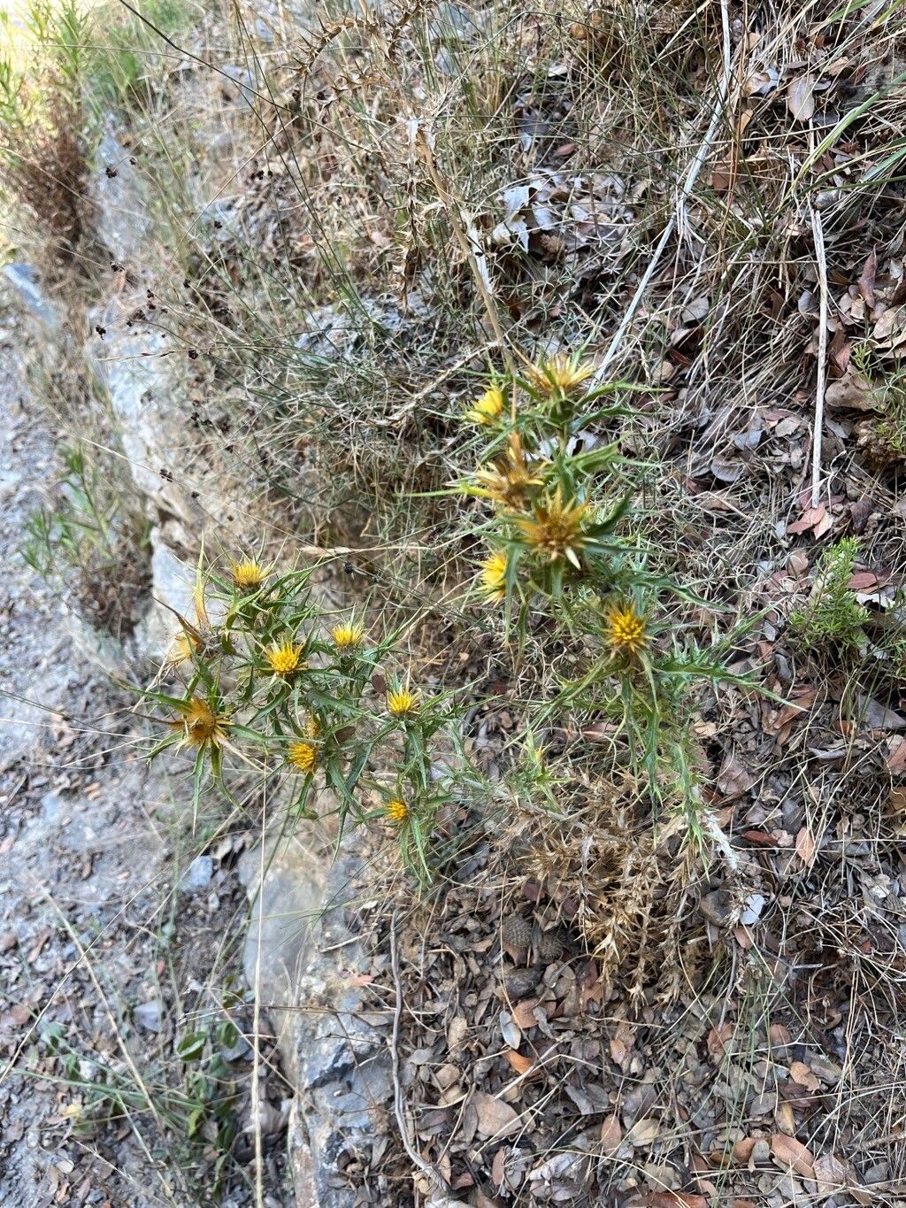 Carlina curetum habit