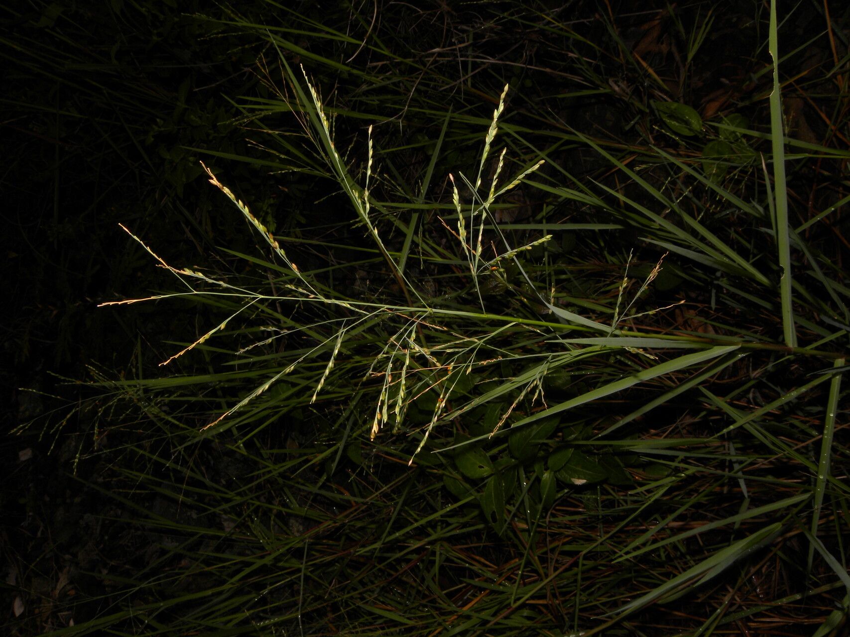 Panicum aquaticum leaf