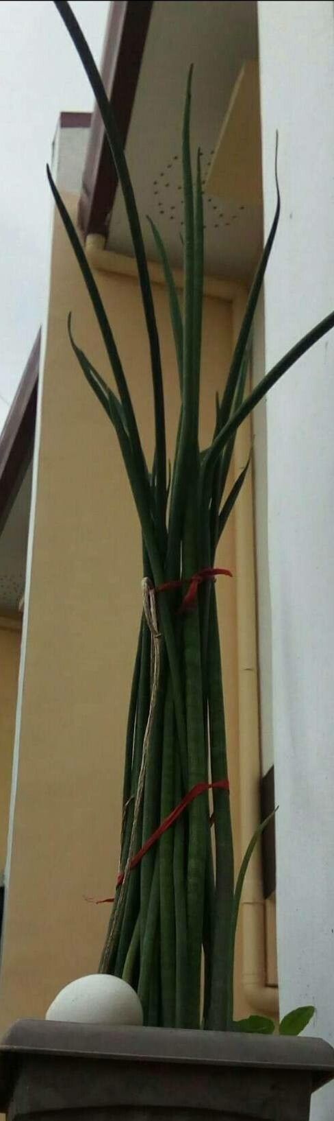 Dracaena bacularis — search result for 'Dracaena'