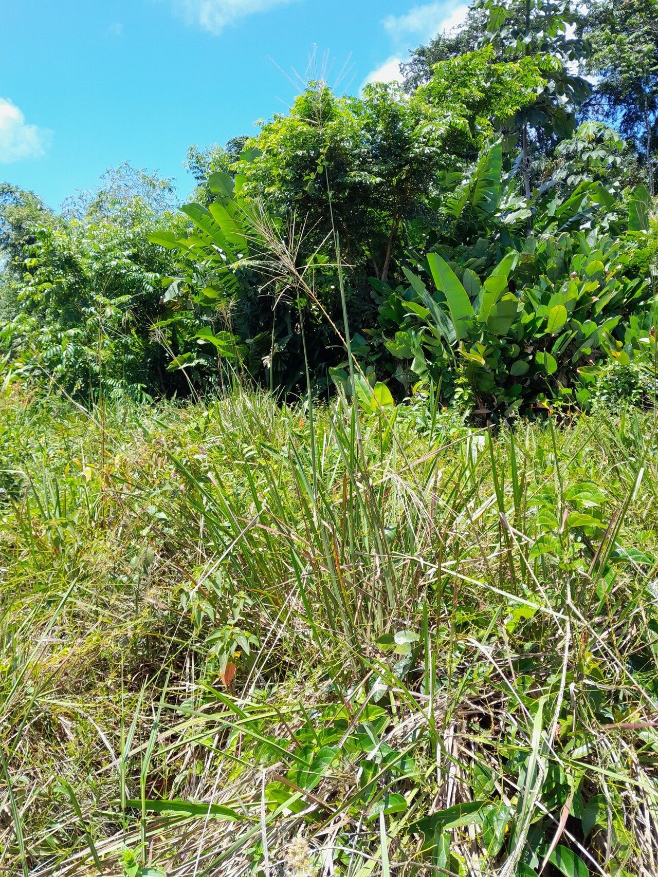 Axonopus surinamensis habit