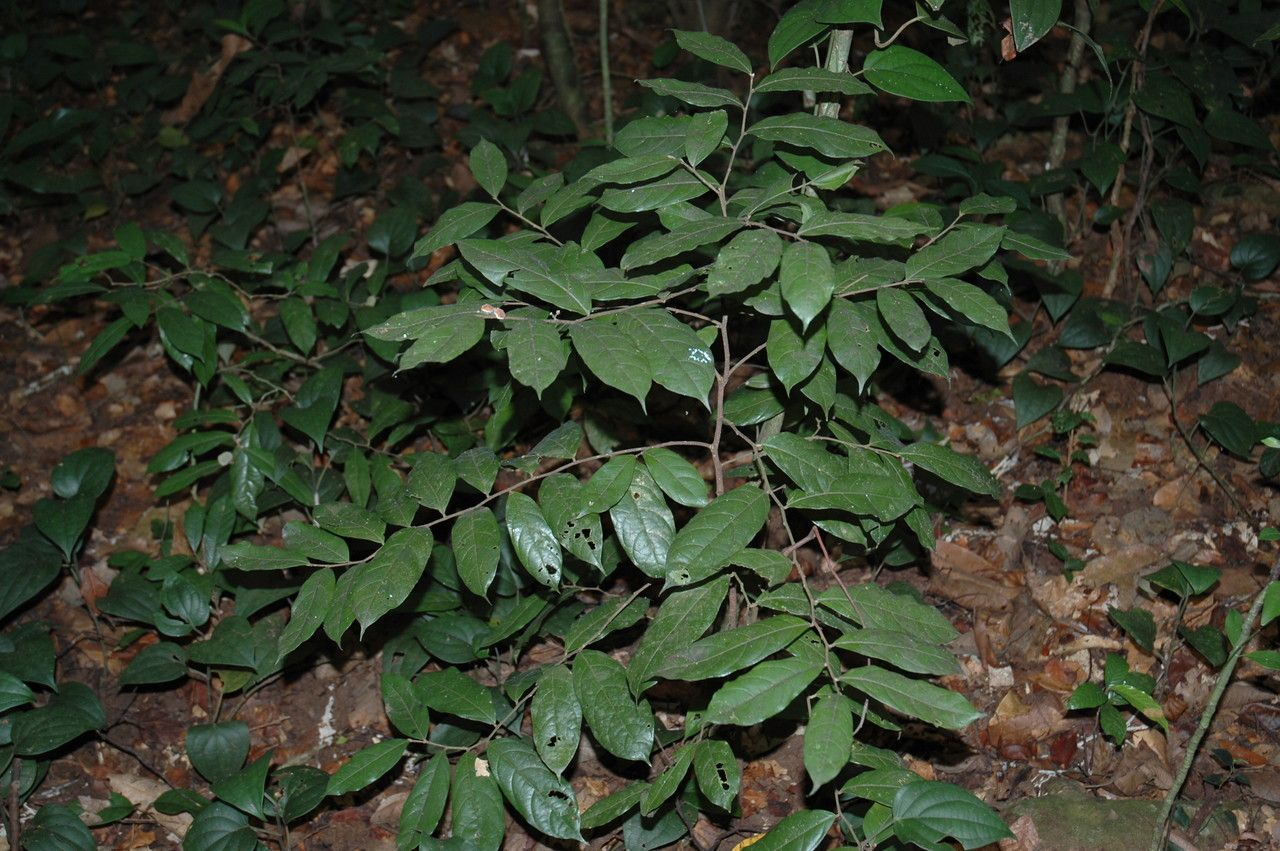 Dichapetalum gelonioides habit