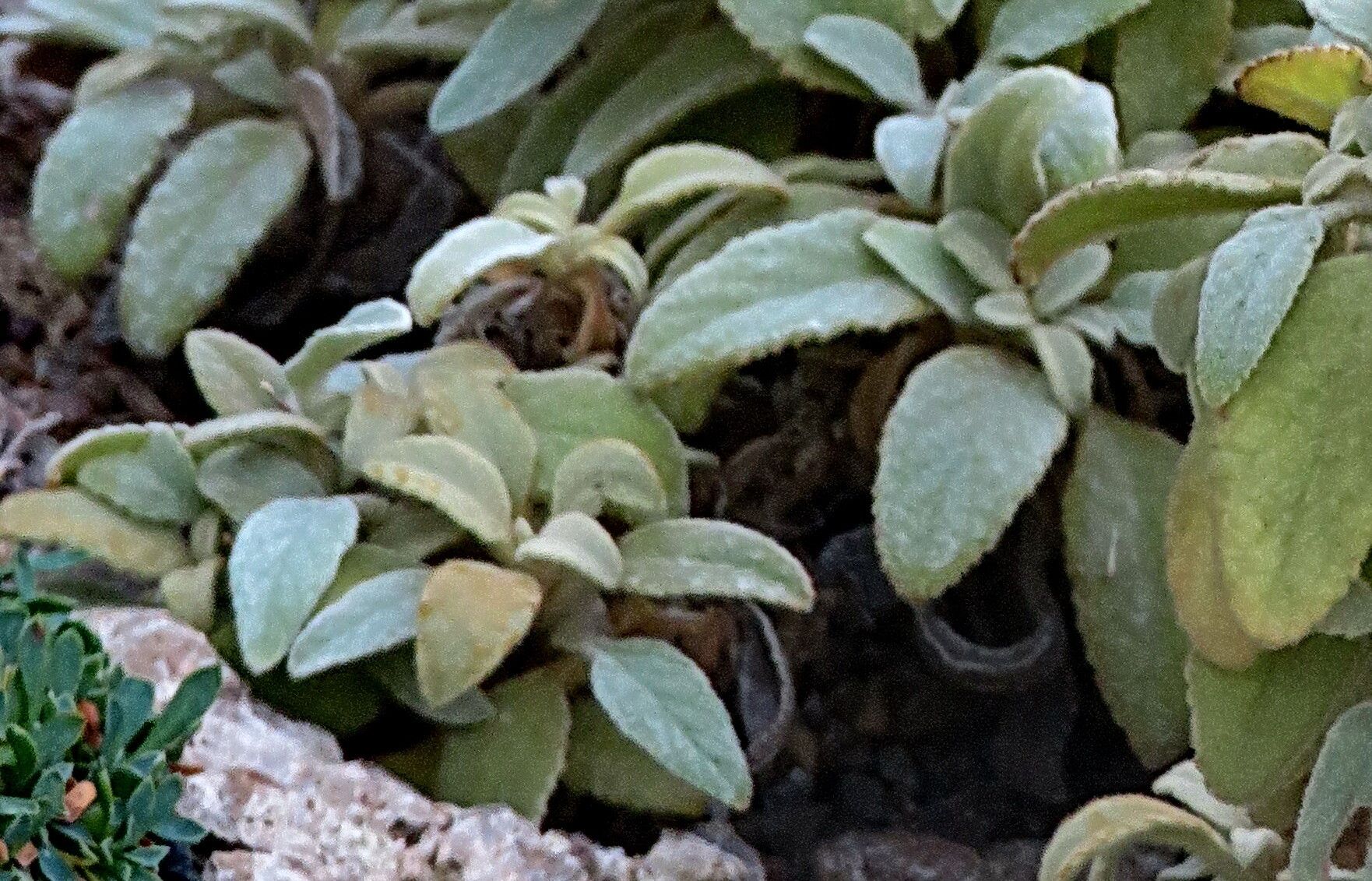 Verbascum dumulosum leaf