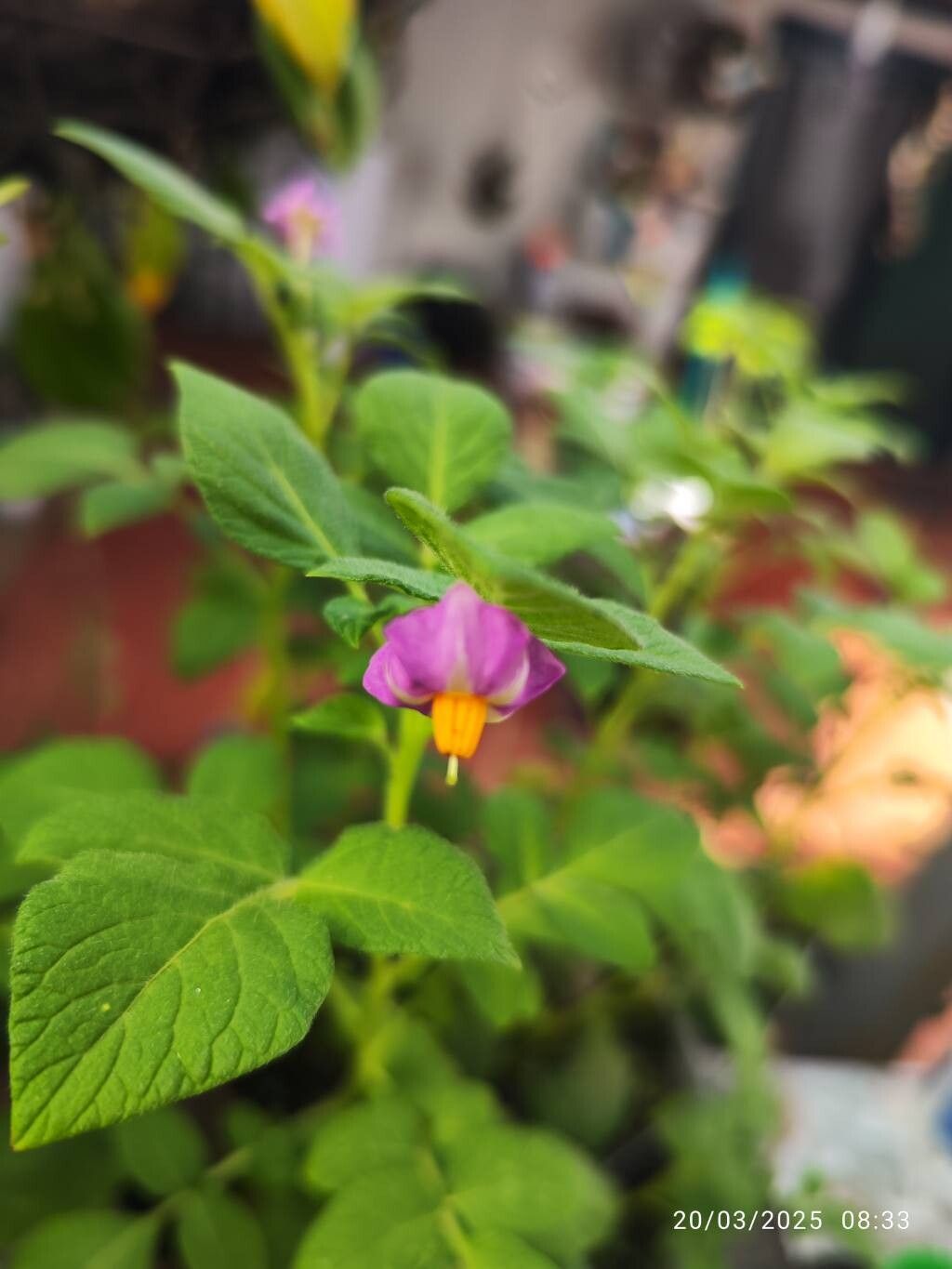 Solanum stoloniferum flower