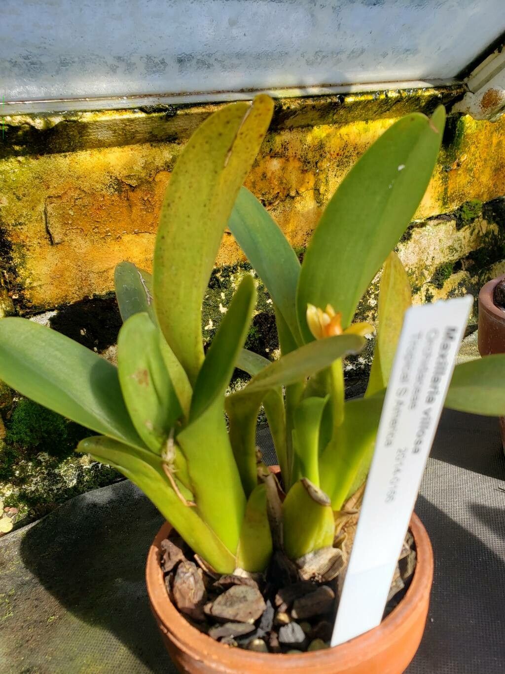 Maxillaria villosa habit