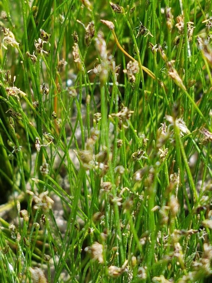 Eleocharis acicularis flower