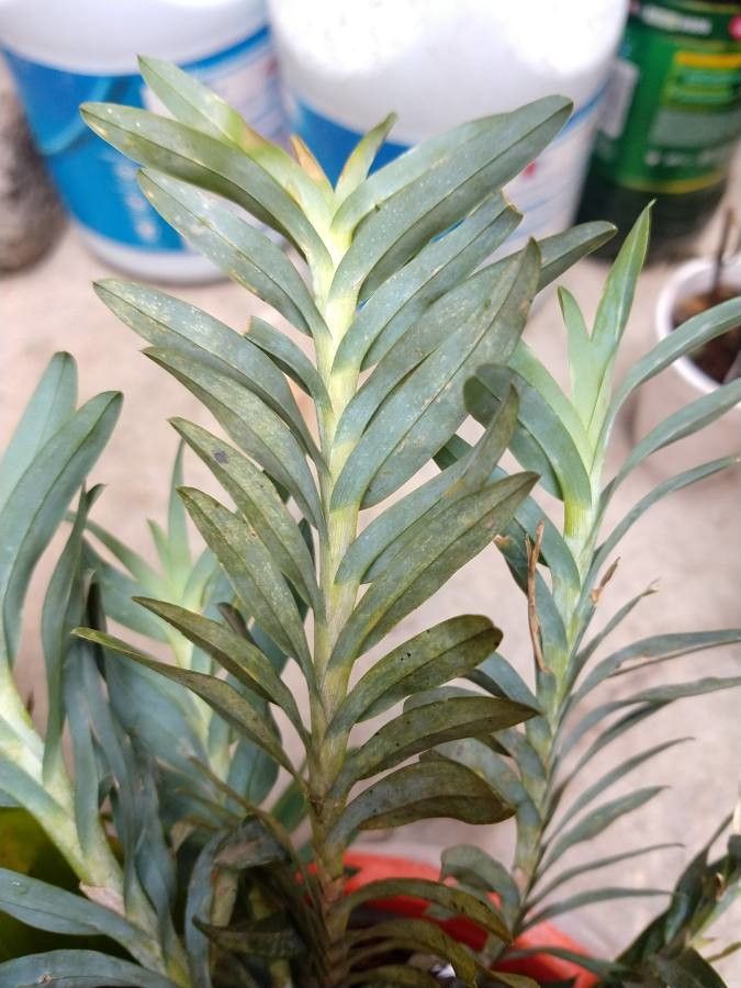 Dichaea panamensis leaf