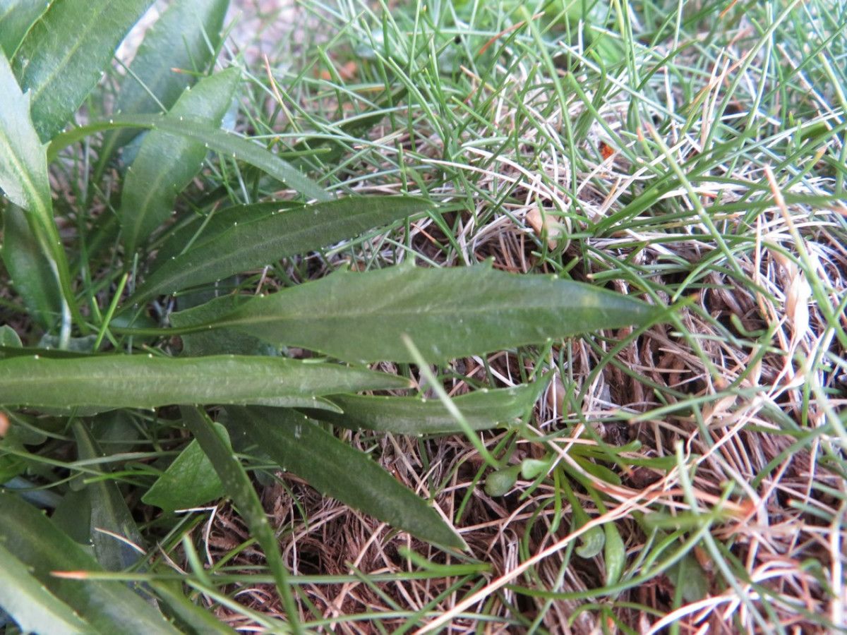 Phyteuma serratum leaf