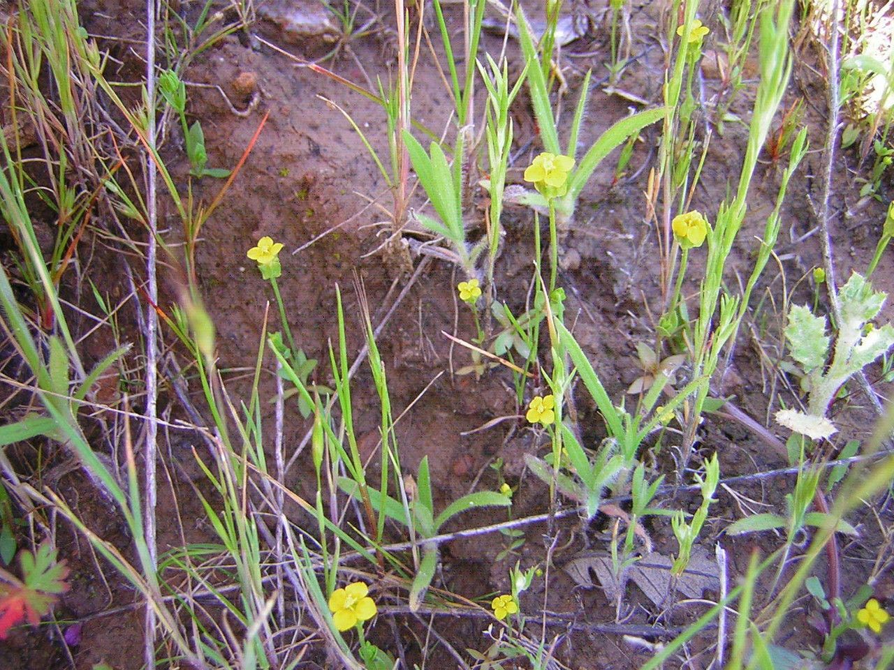 Cicendia quadrangularis habit