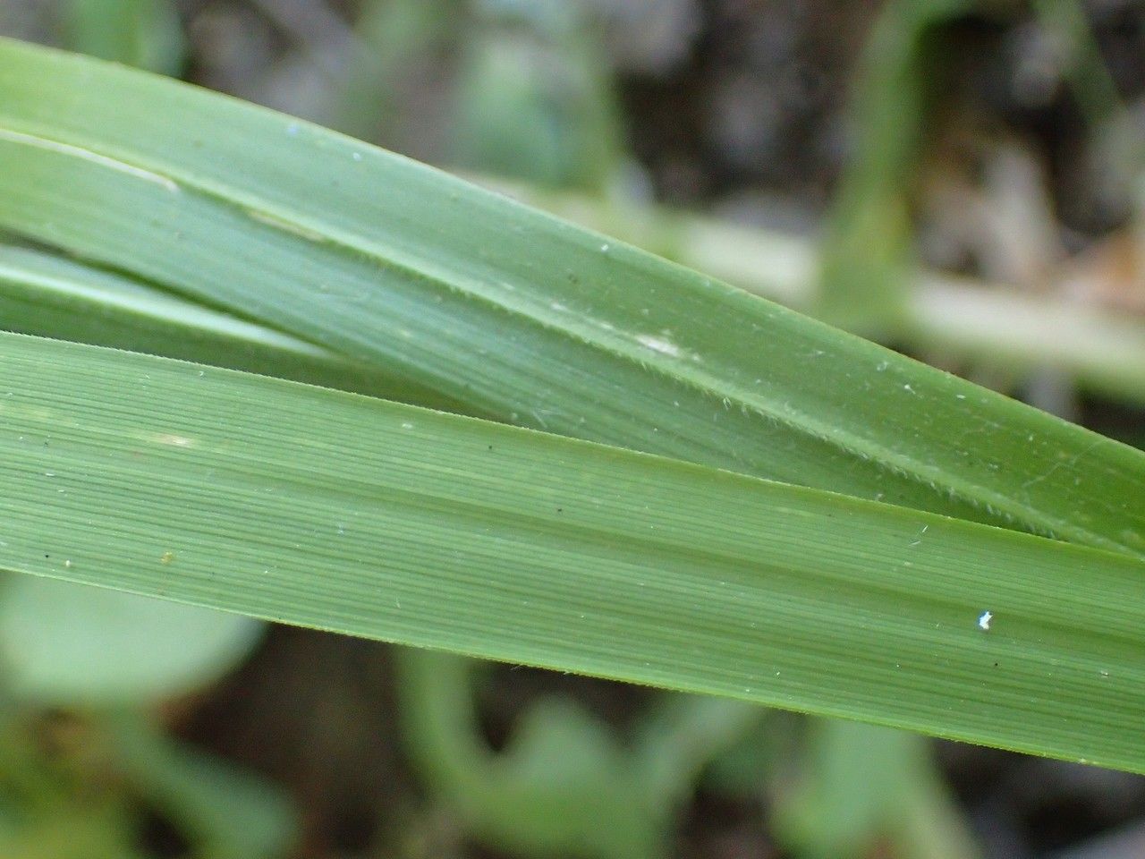 Achnatherum calamagrostis — search result for 'Calamagrostis'