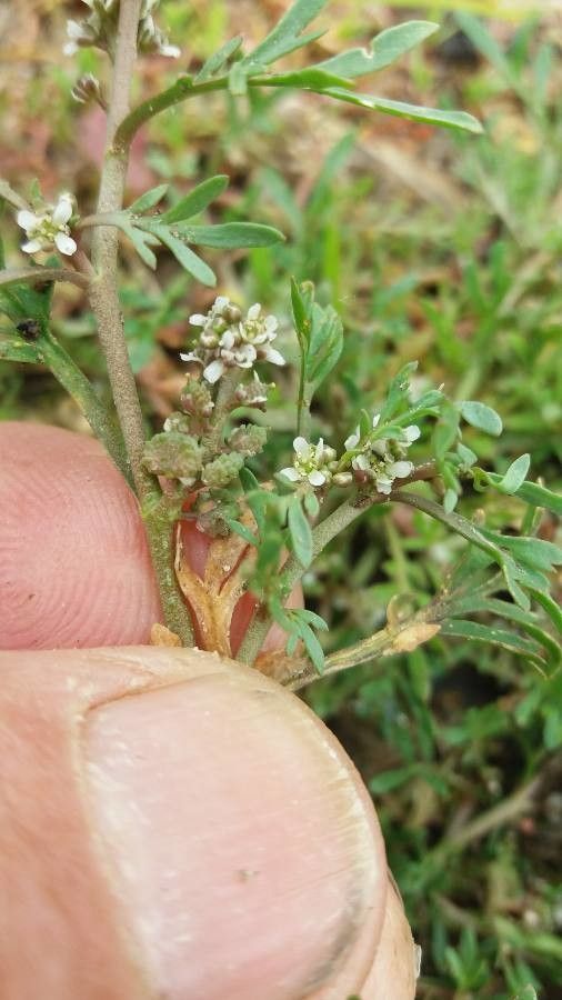 Lepidium coronopus flower