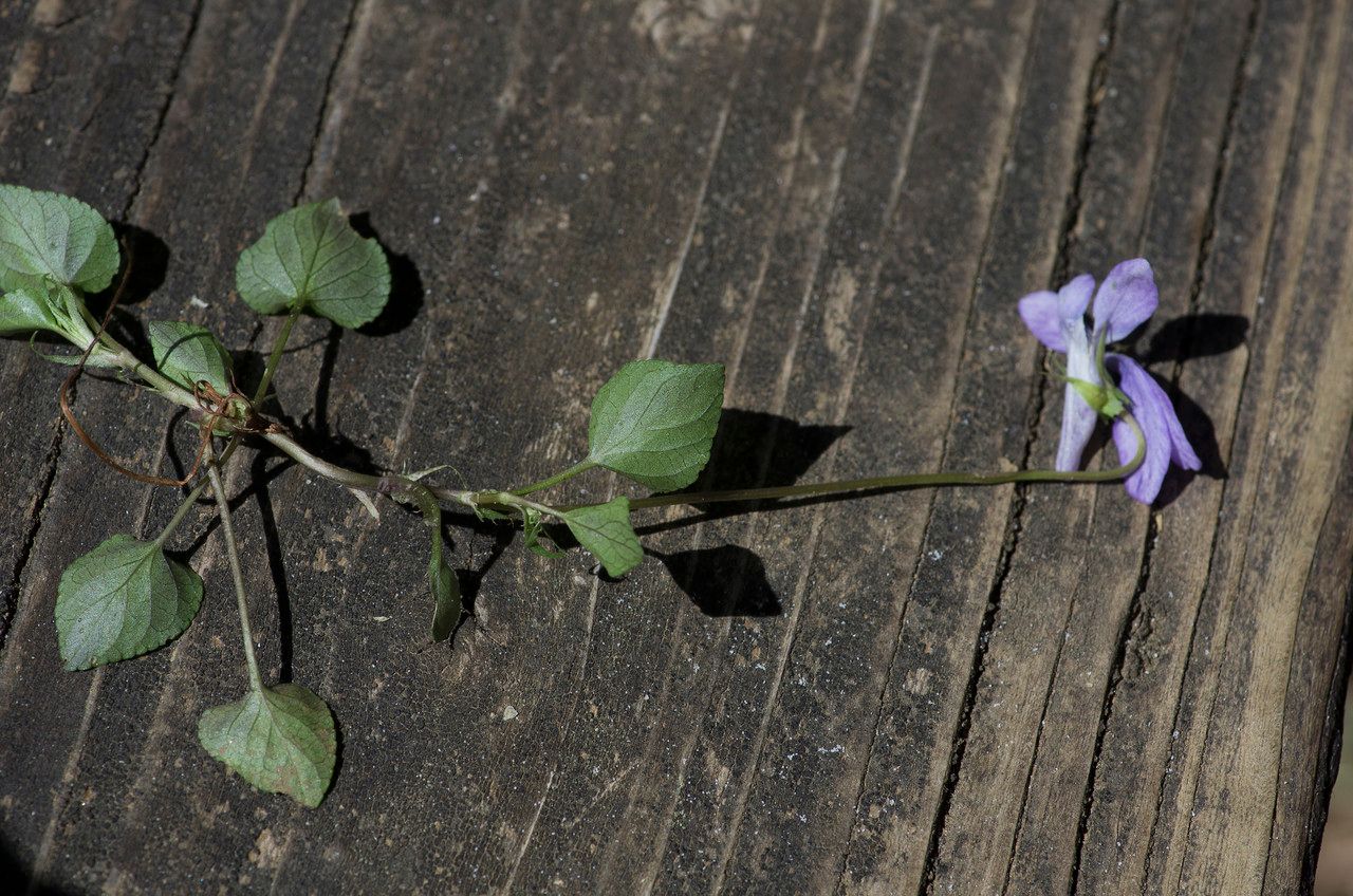 Viola x bavarica leaf