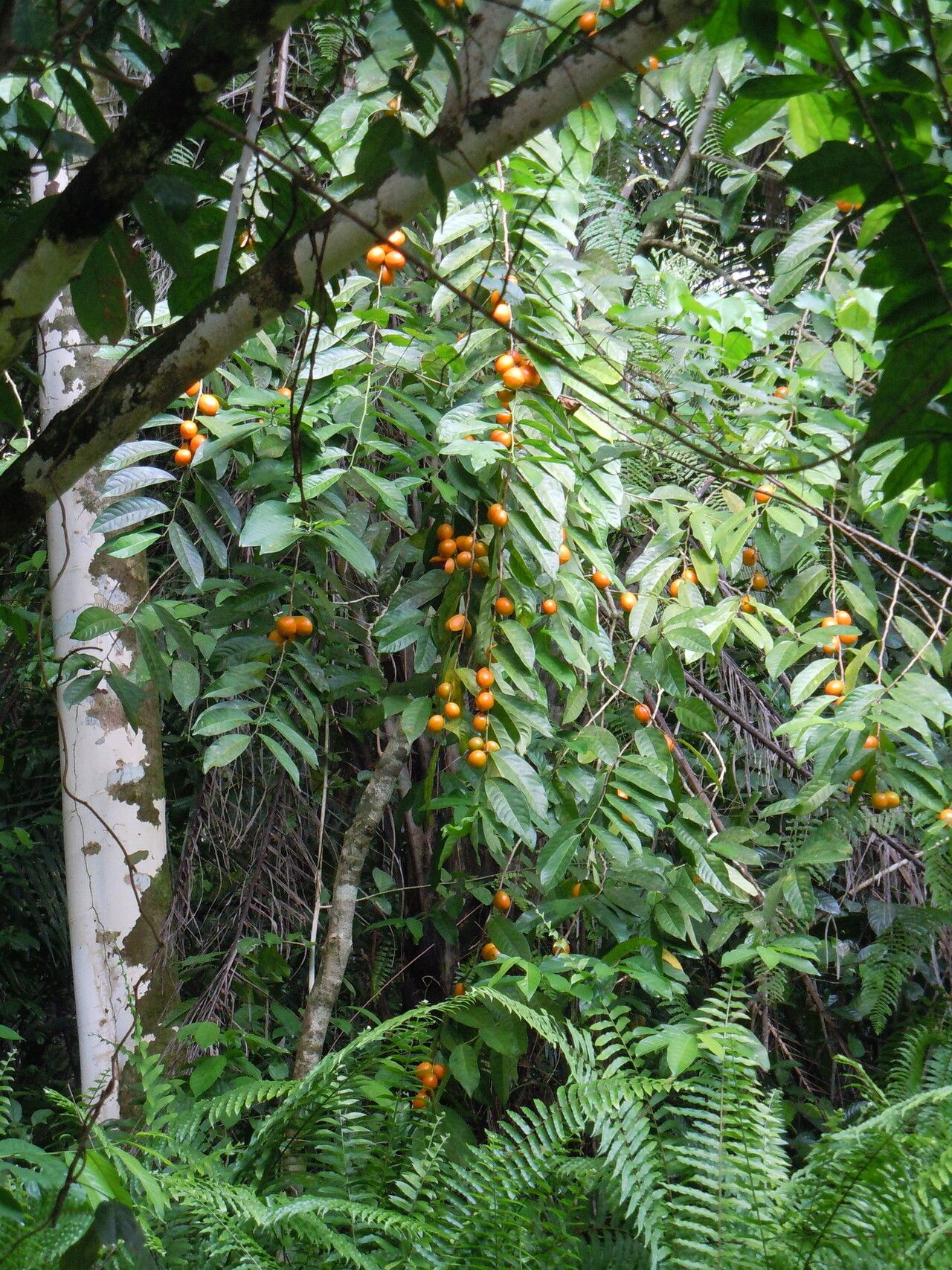 Casearia barteri fruit