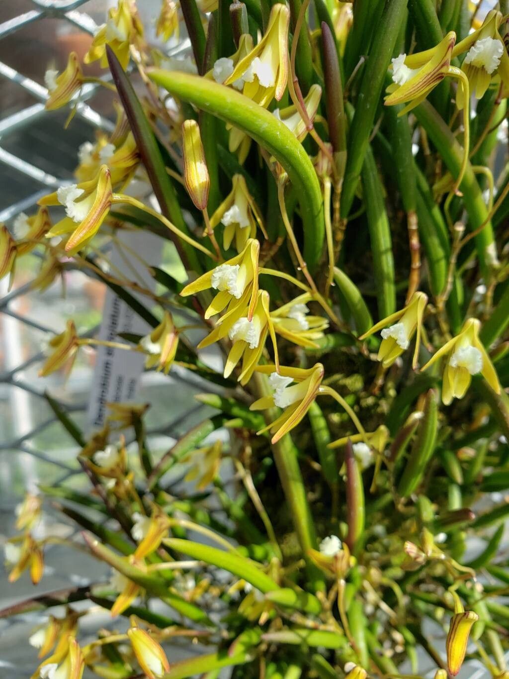 Dendrobium striolatum flower