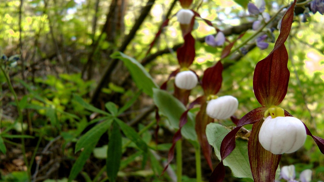 Cypripedium montanum habit