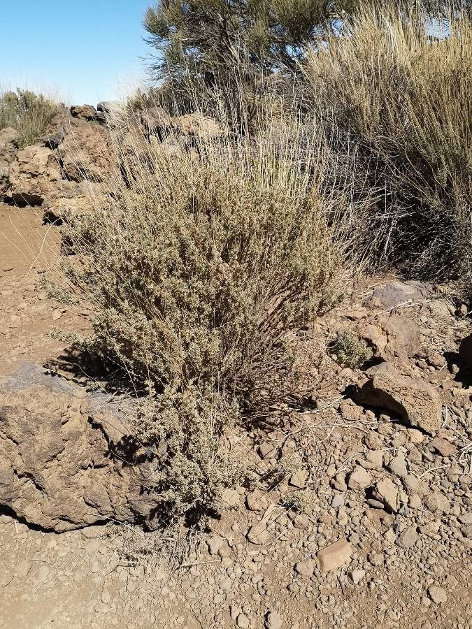 Descurainia bourgaeana — related species from the same genus