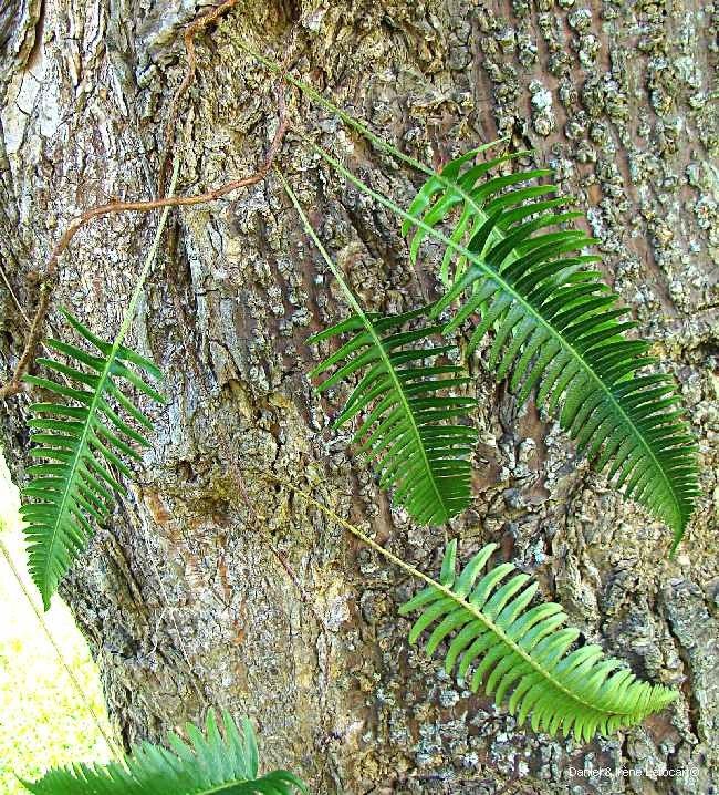 Davallia pectinata habit