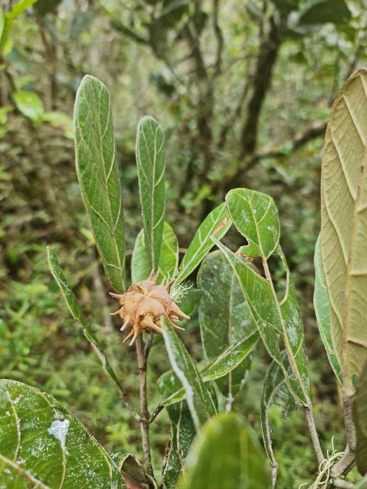 Hancea capuronii fruit