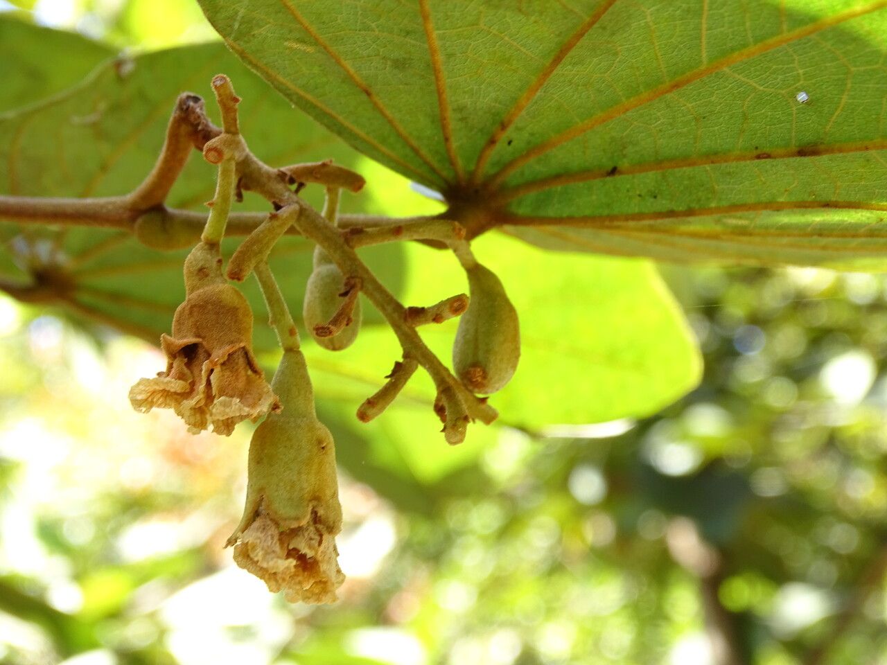 Piliostigma thonningii flower