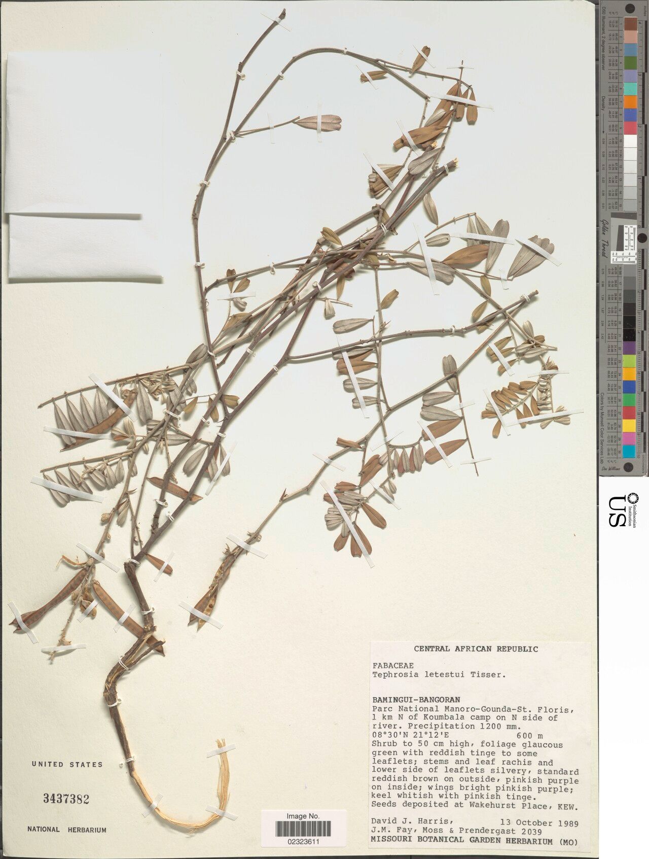 Tephrosia letestui — search result for 'Tephrosia'